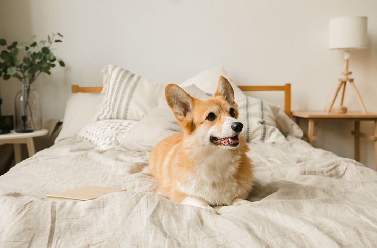 Happy dog on bed