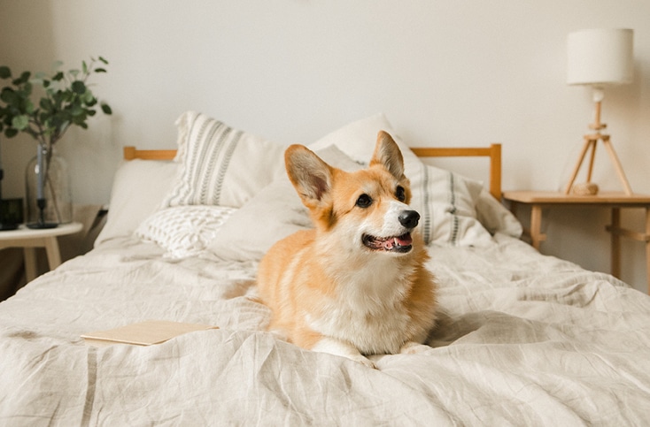 Dog on bed